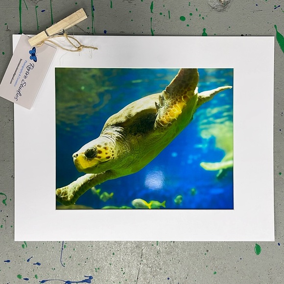 California Sea Turtle photograph - Picture 1 of 3